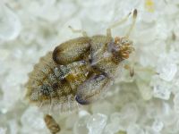 Tingis (Tingis) crispata