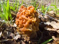 Gyromitra gigas