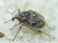 Rhinoncus bruchoides