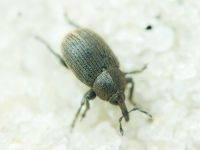 Curculionidae