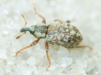 Limobius borealis
