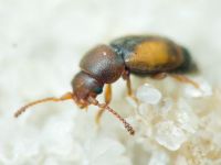 Kateretes pusillus