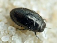Buprestidae