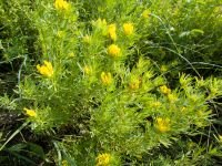 Cytisus austriacus