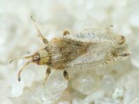 Tingis (Neolasiotropis) pauperata