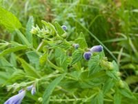 Scutellaria galericulata