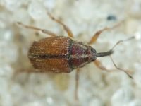 Curculionidae