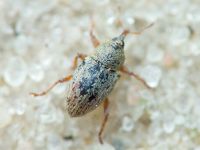 Tychius