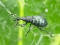 Ceratapion (Acanephodus) onopordi