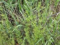 Galium aparine