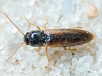 Elateridae