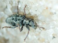 Curculionidae
