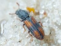 Bitoma crenata