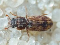Synchita undata