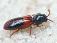Xylophilus corticalis