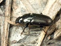 Harpalus distinguendus