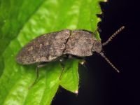 Agrypnus murinus
