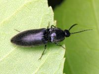 Hemicrepidius niger