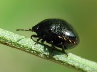 Coptosoma scutellatum