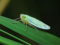 Cicadella viridis