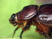 Oryctes nasicornis