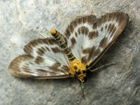 Eurrhypara hortulata