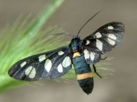 Amata nigricornis krymaea