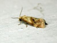 Phalonidia contractana