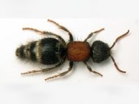 Tropidotilla litoralis