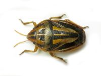 Aelia virgata