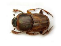 Euoniticellus fulvus