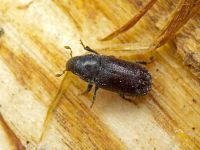 Tomicus piniperda