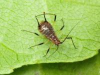 Aphididae
