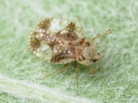 Stephanitis pyri