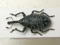 Larinus (Phyllonomeus) sturnus