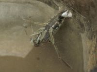 Notonecta glauca