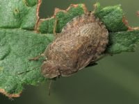 Sciocoris homalonotus