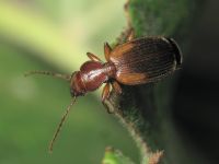 Cymindis vagemaculata