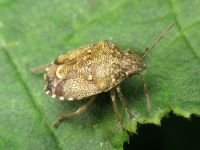 Staria lunata