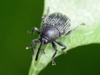 Cleopomiarus graminis