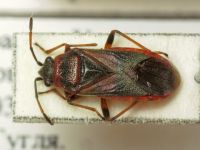 Arocatus melanocephalus