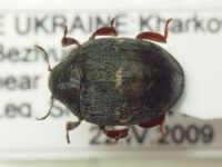 Byrrhus pustulatus