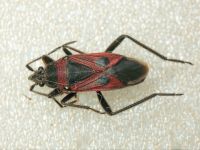 Lasiocoris anomalus