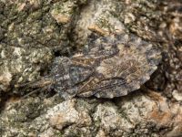 Aradus corticalis