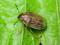 Neottiglossa pusilla