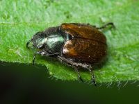 Phyllopertha horticola