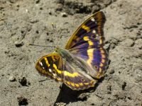 Apatura ilia