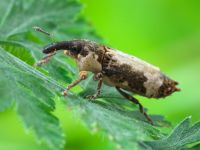 Lixus (Callistolixus) cylindrus