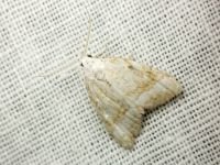 Nola aerugula