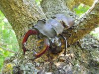 Lucanus cervus